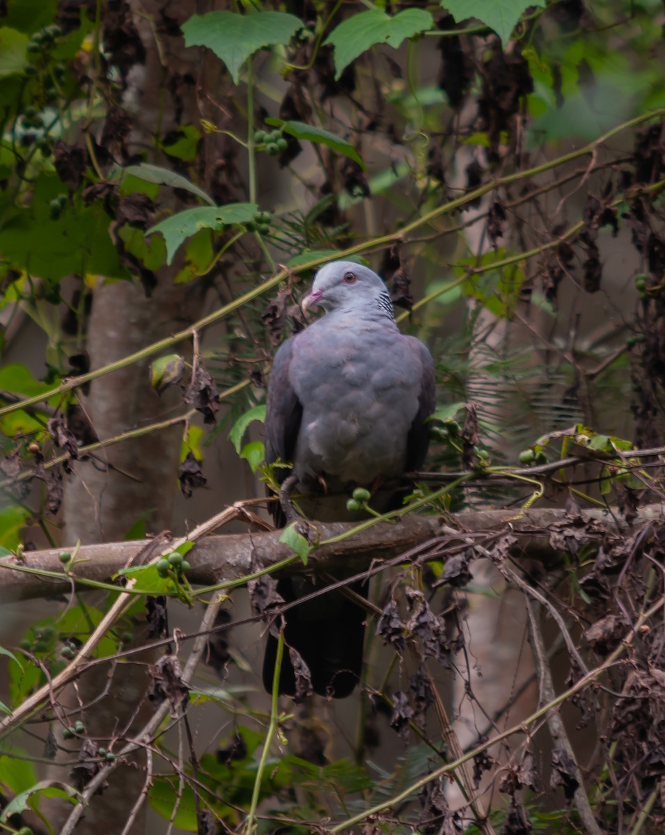 Nilgiri Wood-Pigeon - ML612480125