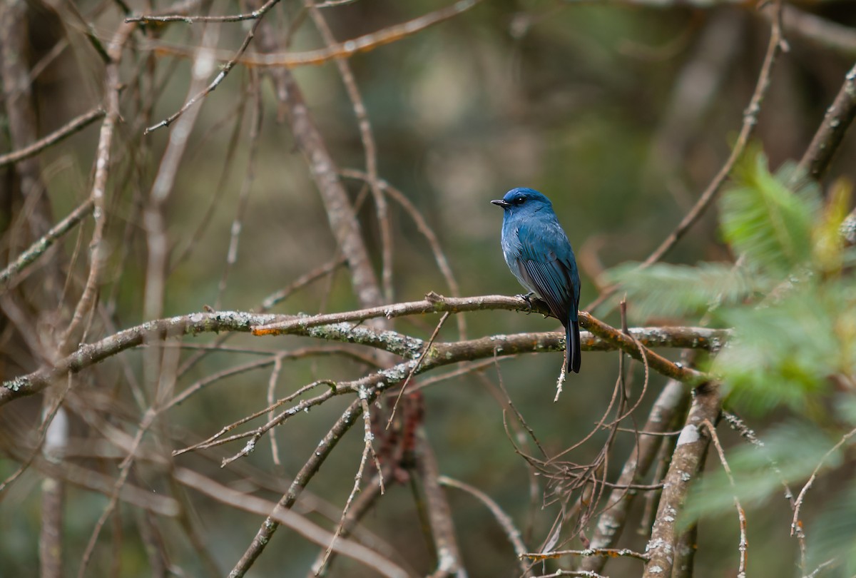 Nilgiri Flycatcher - ML612480126