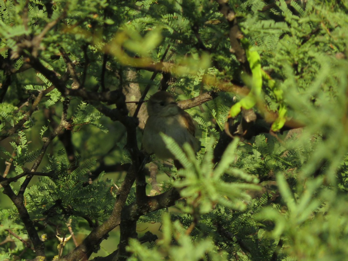 Stripe-crowned Spinetail - ML612480188