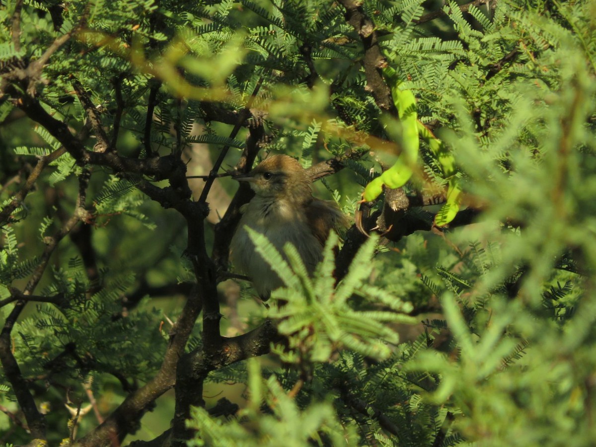 Stripe-crowned Spinetail - ML612480190