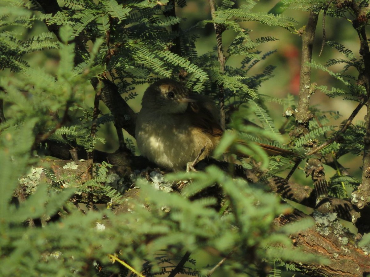 Stripe-crowned Spinetail - ML612480192