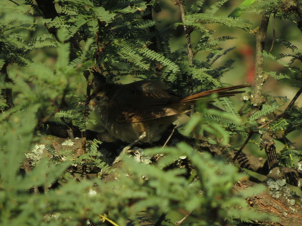 Stripe-crowned Spinetail - ML612480193