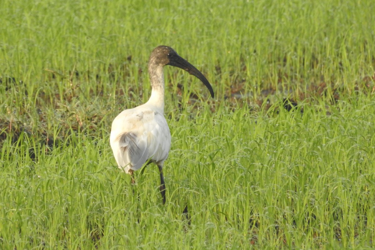 Black-headed Ibis - ML612480200