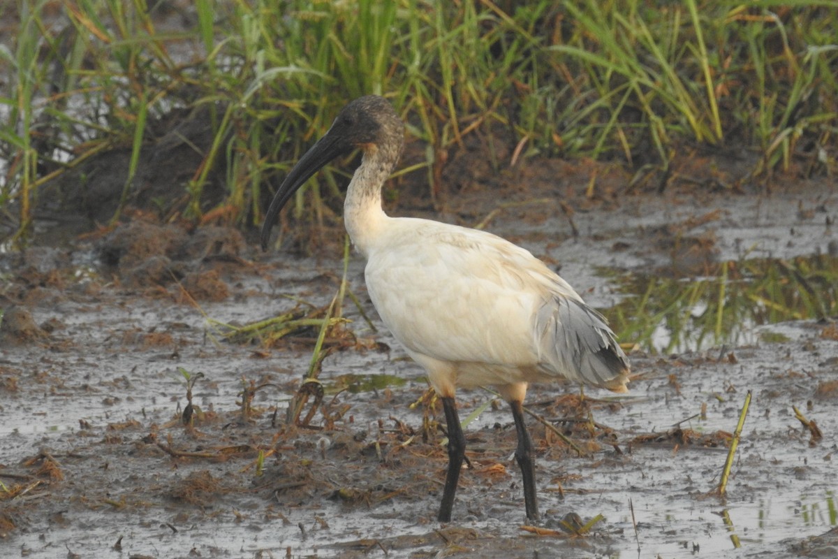 Black-headed Ibis - ML612480205