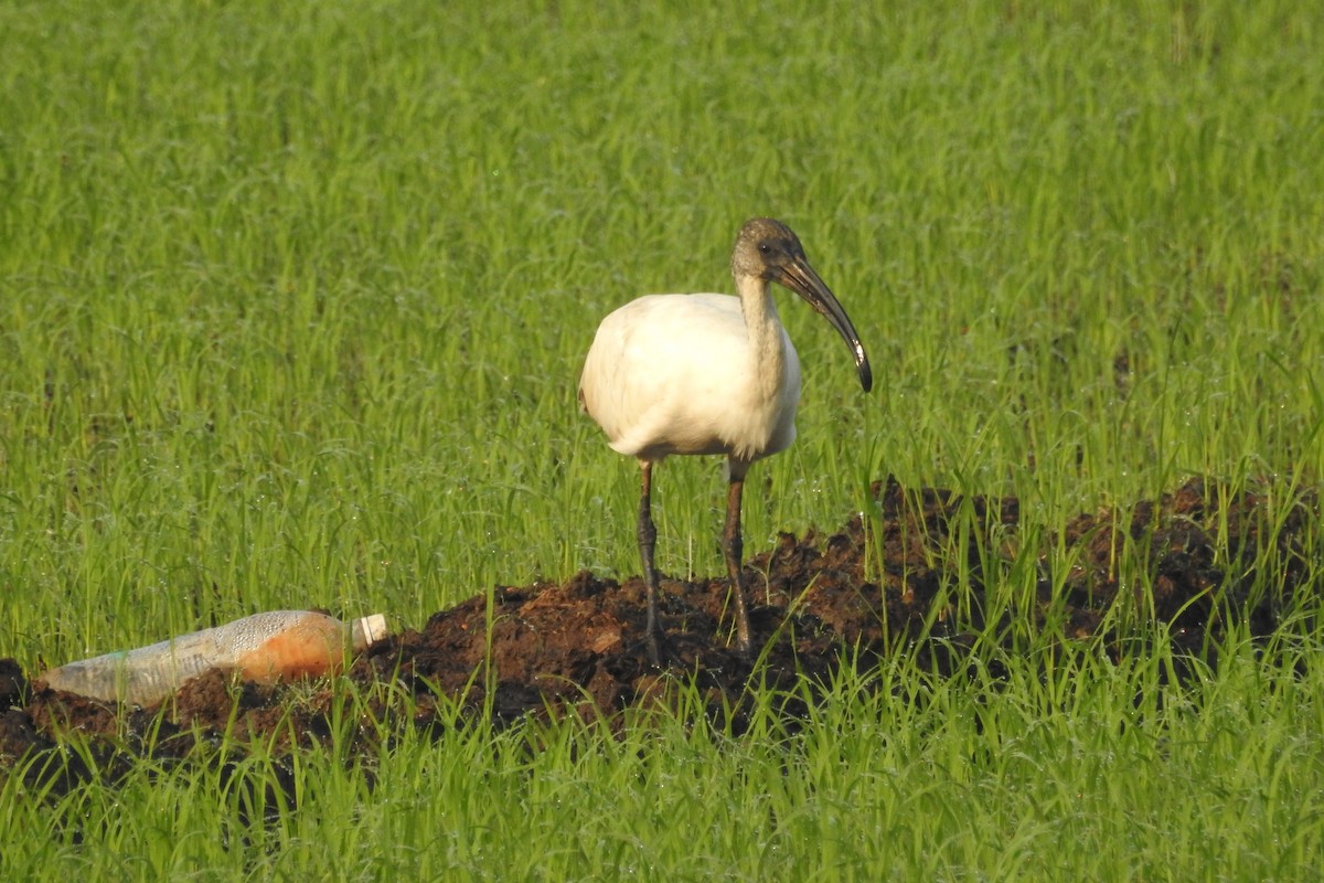 Black-headed Ibis - ML612480207