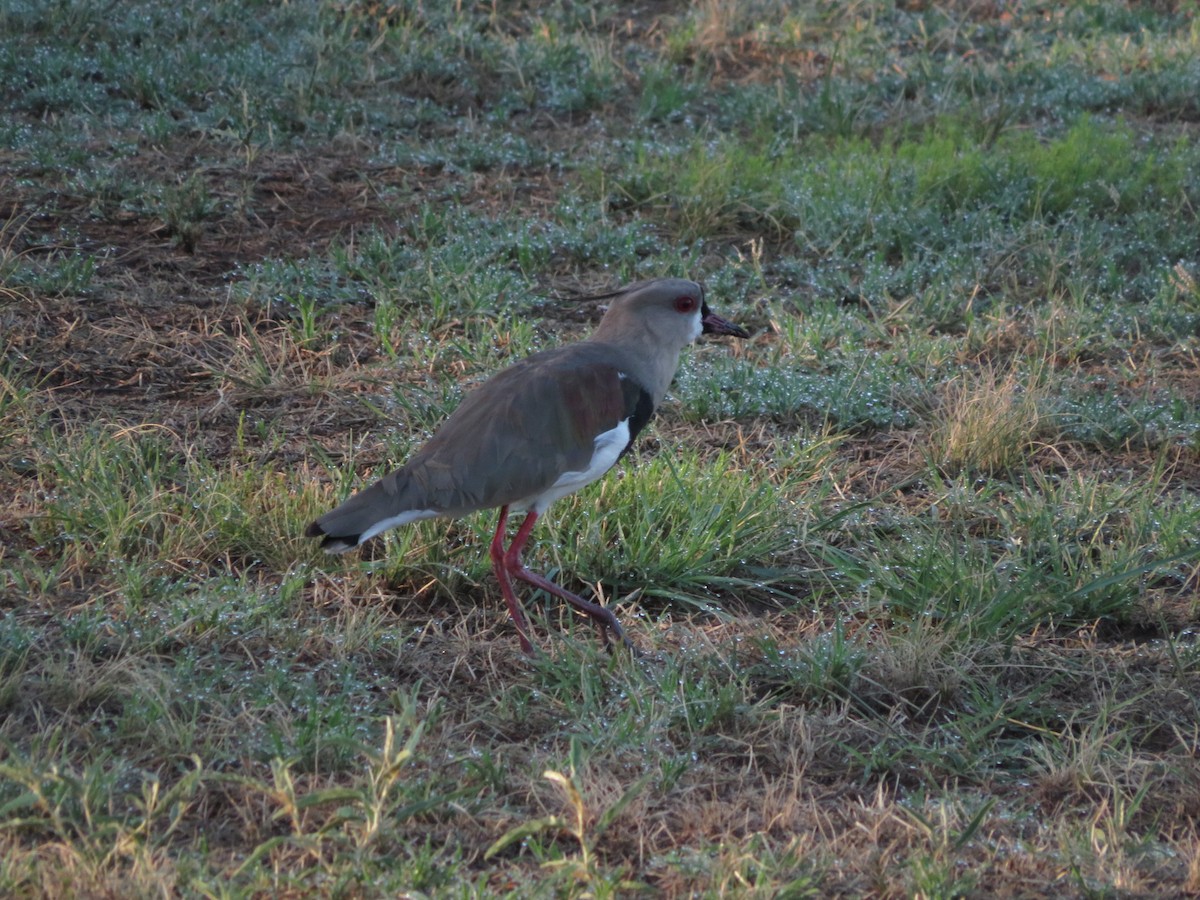 Southern Lapwing - ML612480236