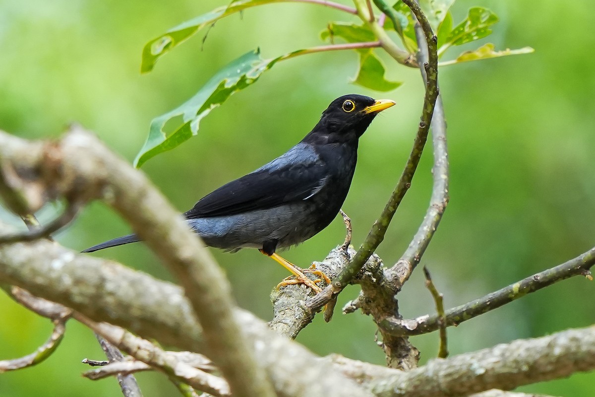 Yellow-legged Thrush - Luis Piñeyrua