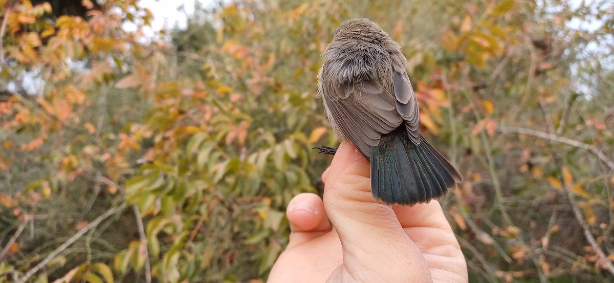 Palestine Sunbird (Palestine) - ML612480268