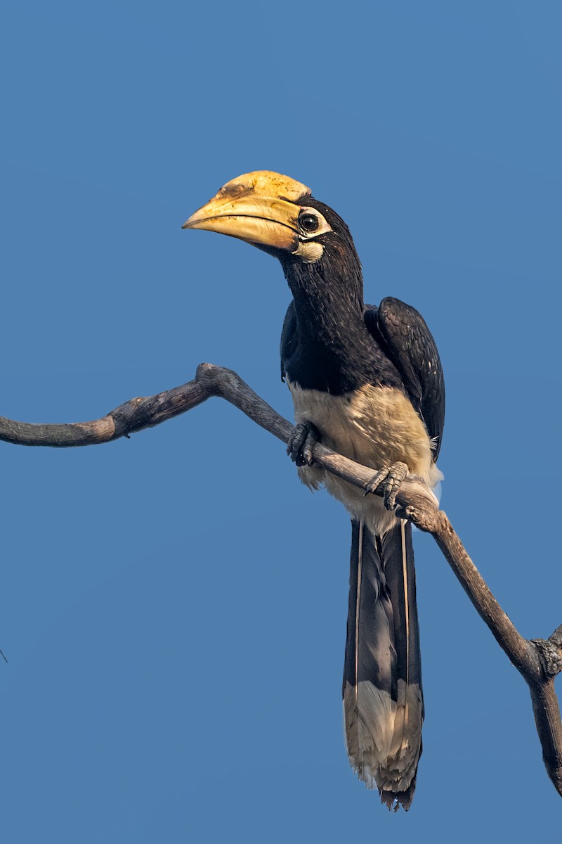 Oriental Pied-Hornbill - Vivek Saggar