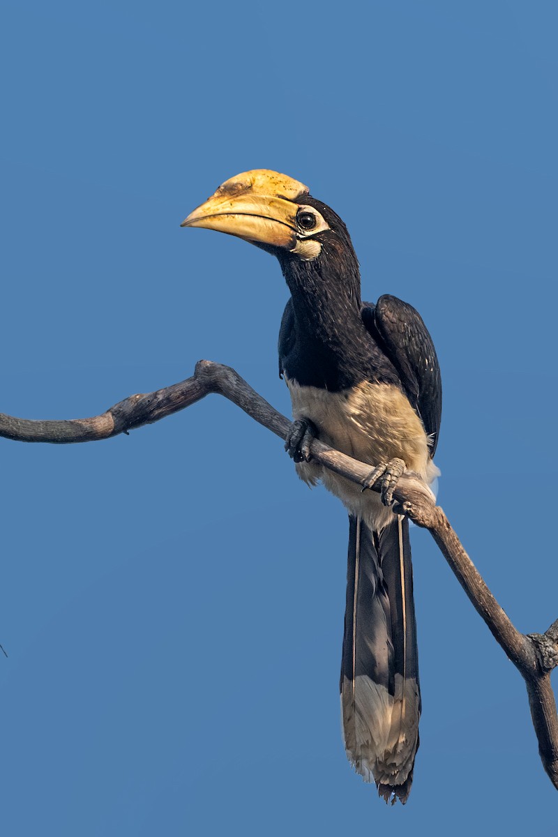 Oriental Pied-Hornbill - ML612480348