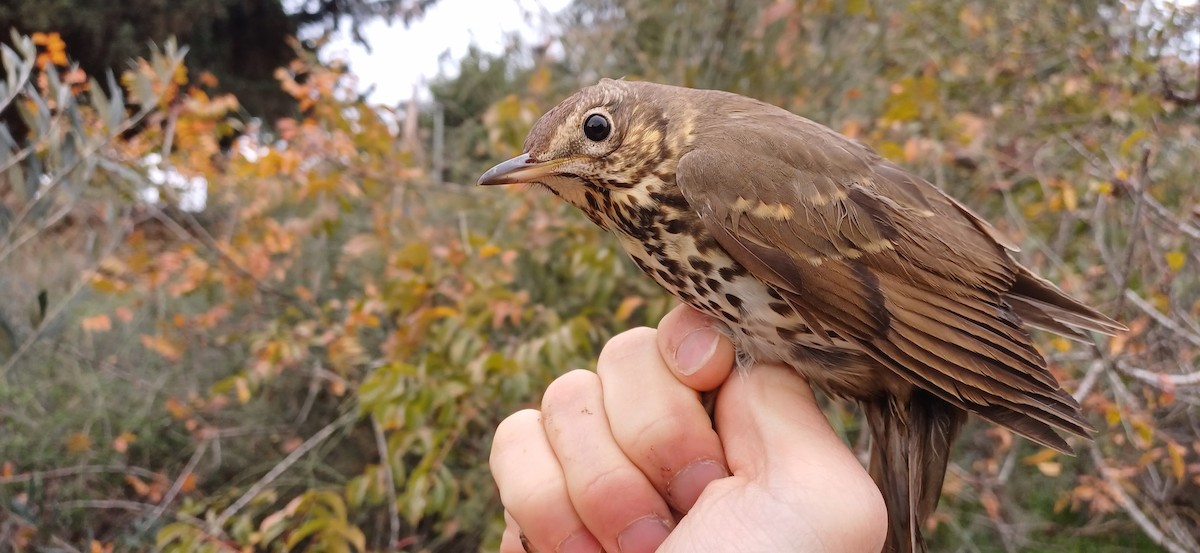 Song Thrush - ML612480399