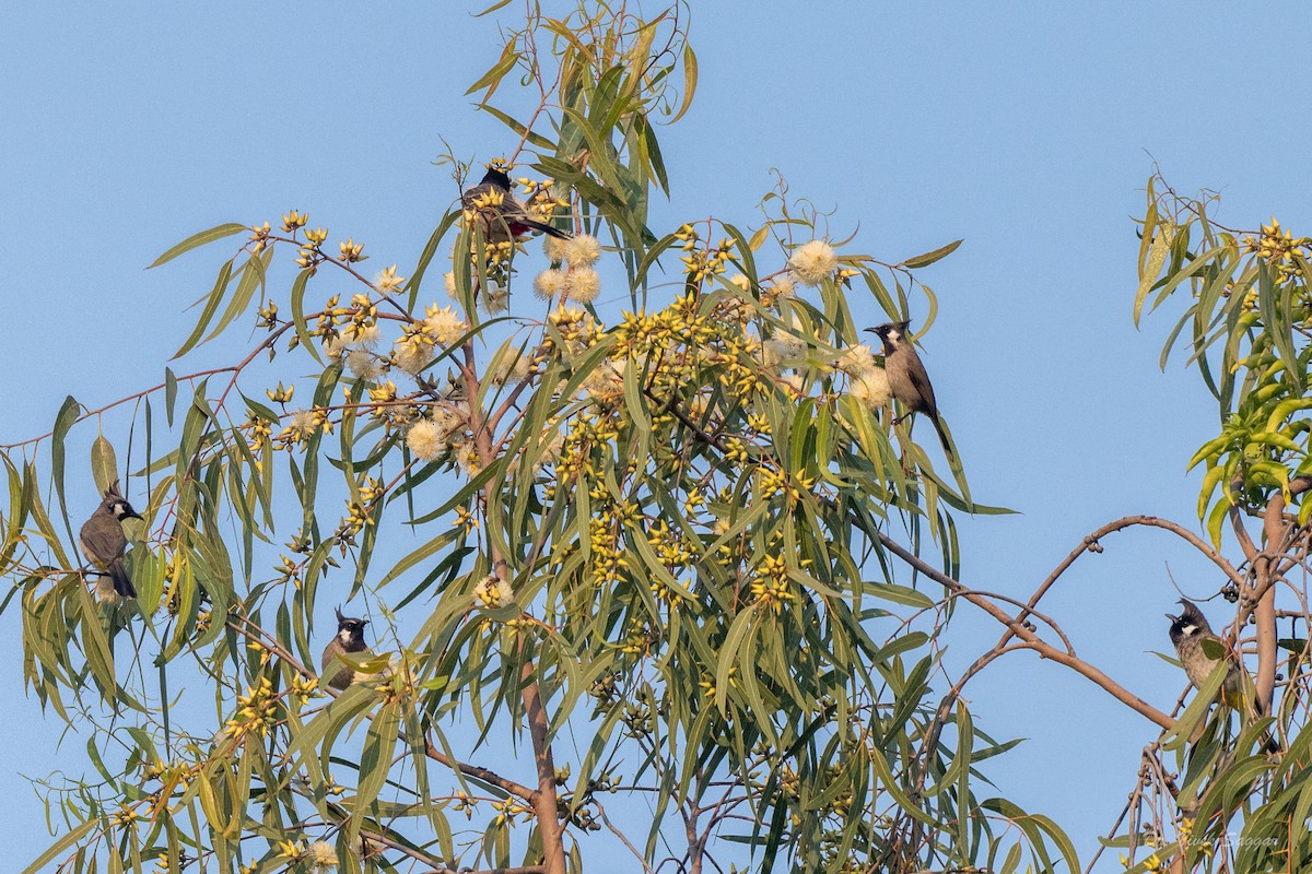 Himalayan Bulbul - ML612480442