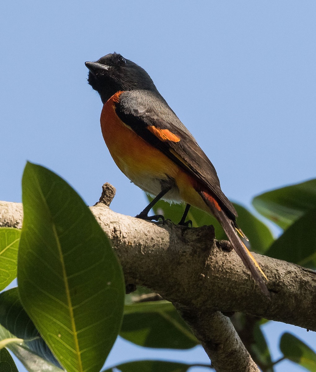 Small Minivet - ML612480477