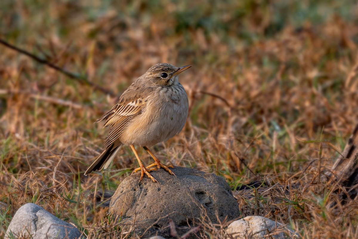 Pipit à long bec - ML612480479