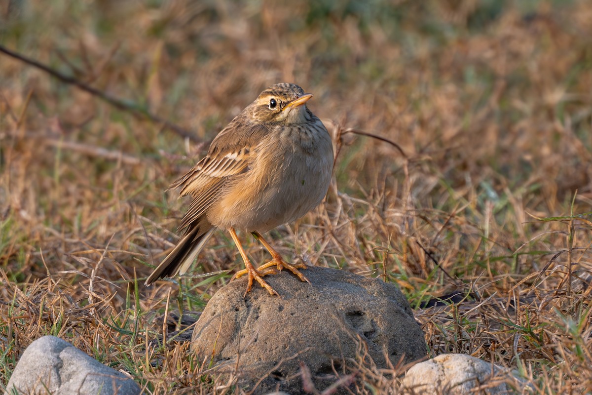 Long-billed Pipit - ML612480480