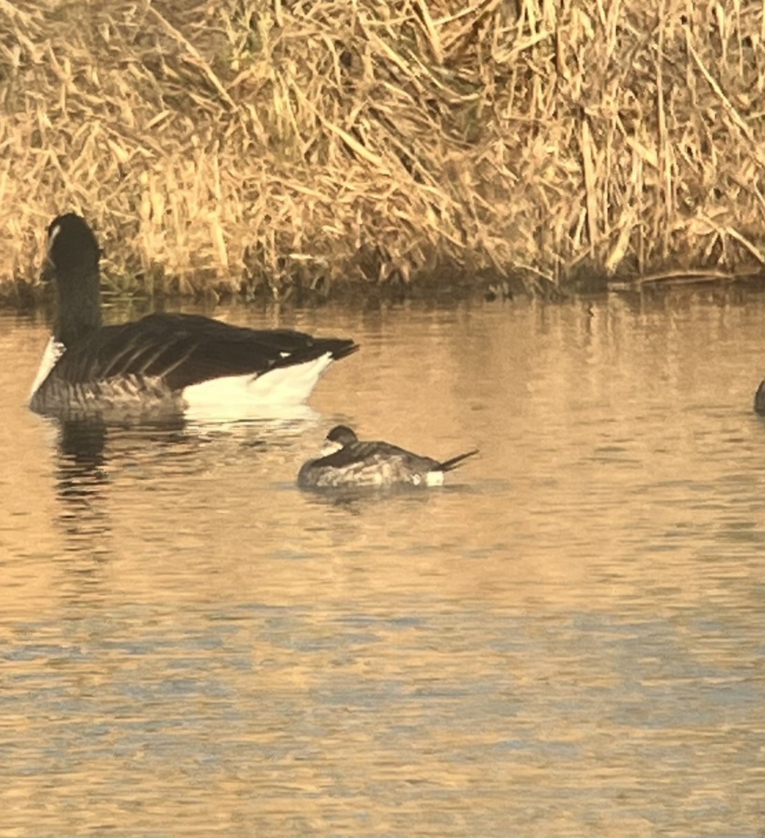 Ruddy Duck - ML612480532