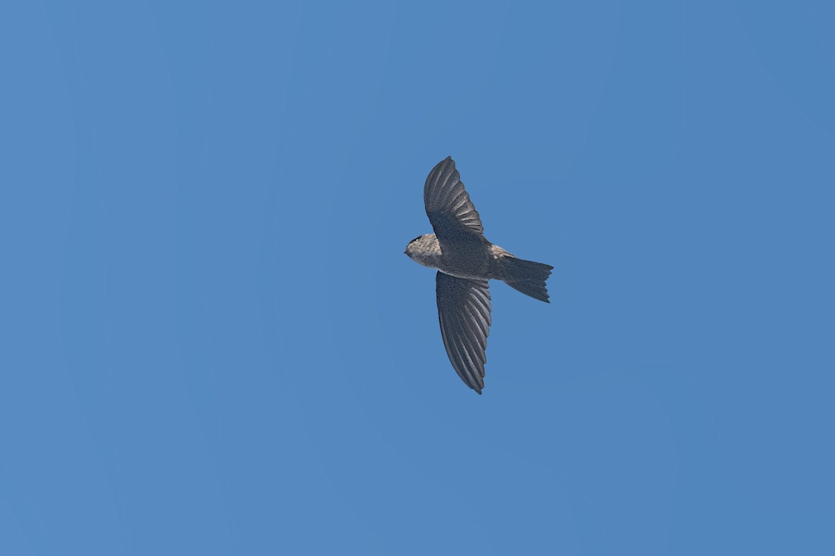 Himalayan Swiftlet - ML612480542