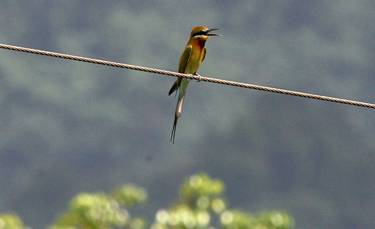 Blue-tailed Bee-eater - Dave Jolly