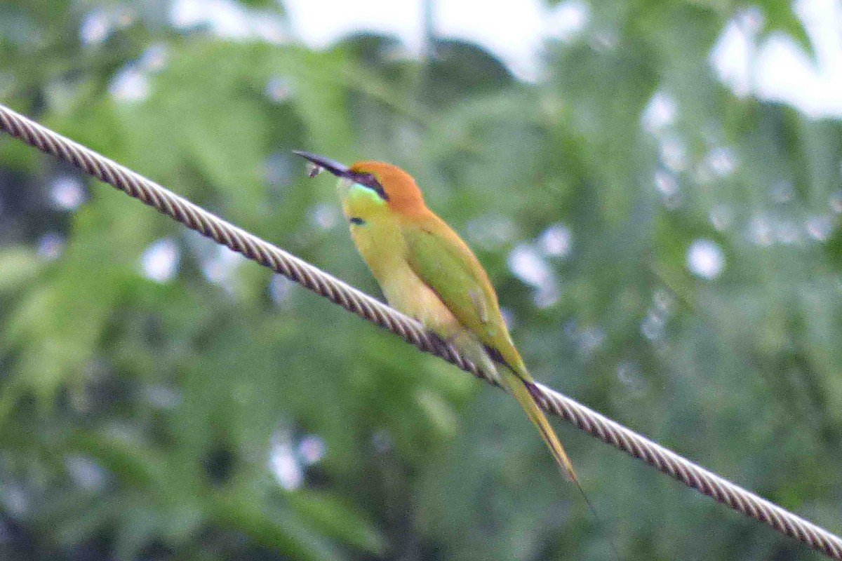 Asian Green Bee-eater - ML612480563