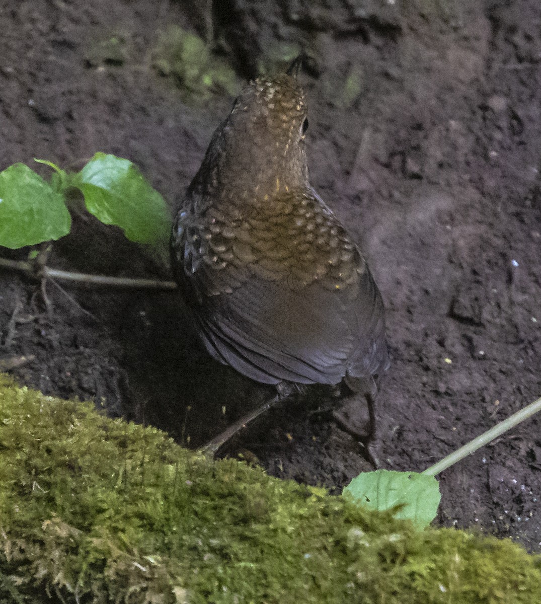 Scaly-breasted Cupwing - ML612480573