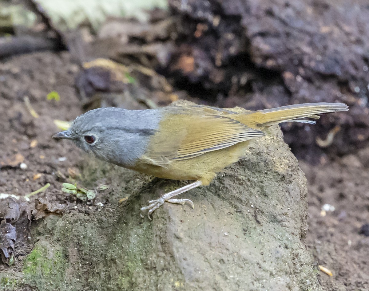 Yunnan Fulvetta - ML612480647