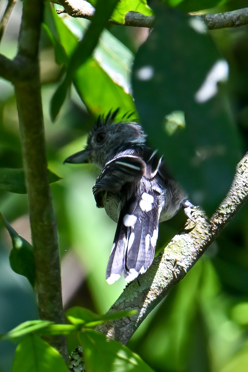 Sooretama Slaty-Antshrike - ML612480710