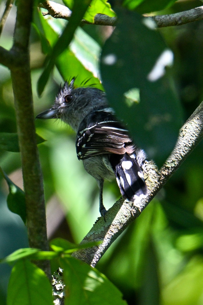 Sooretama Slaty-Antshrike - ML612480730