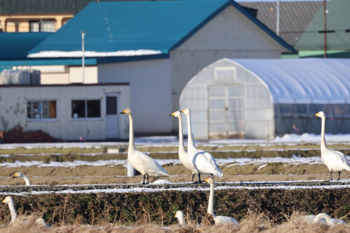 Whooper Swan - Akinori Miura