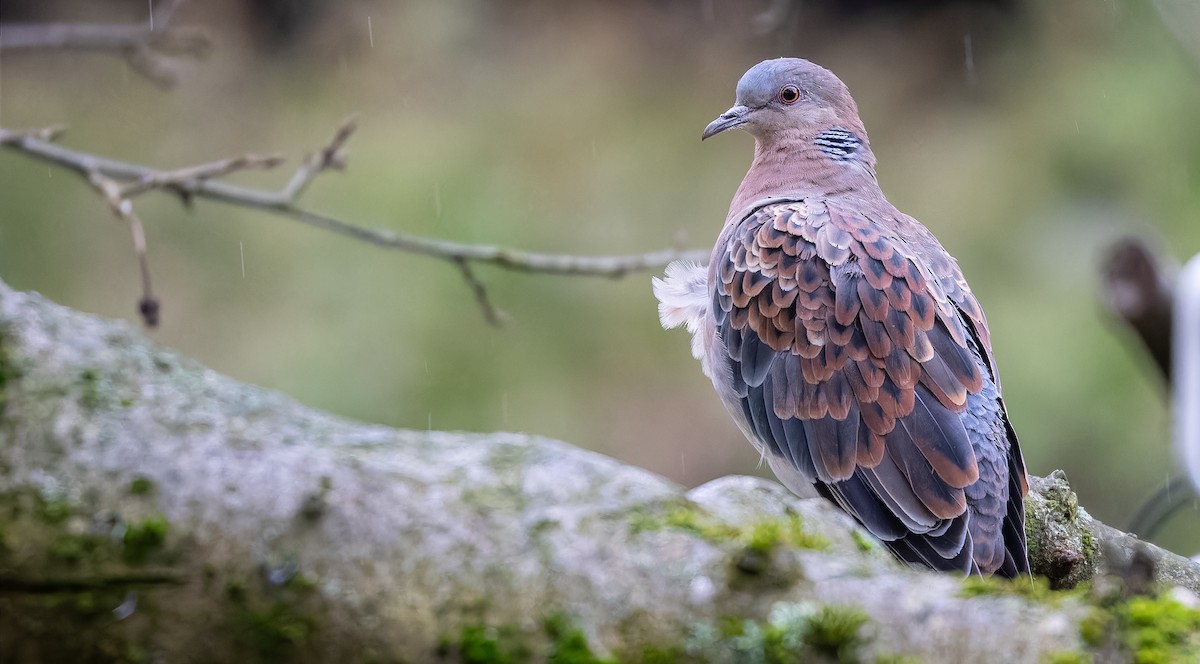 Oriental Turtle-Dove - ML612480741