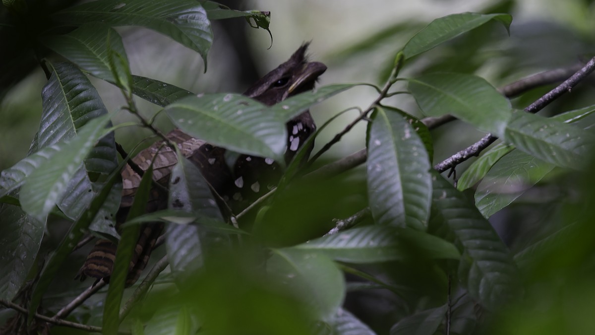 Dulit Frogmouth - ML612480782