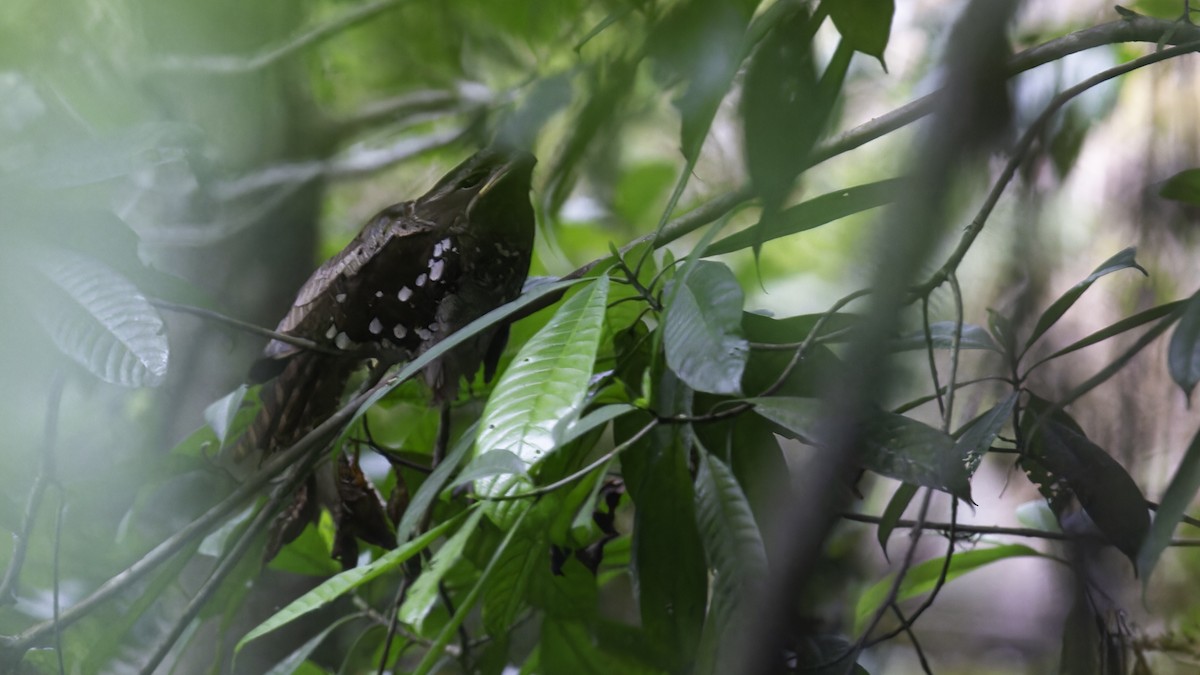 Dulit Frogmouth - ML612480783