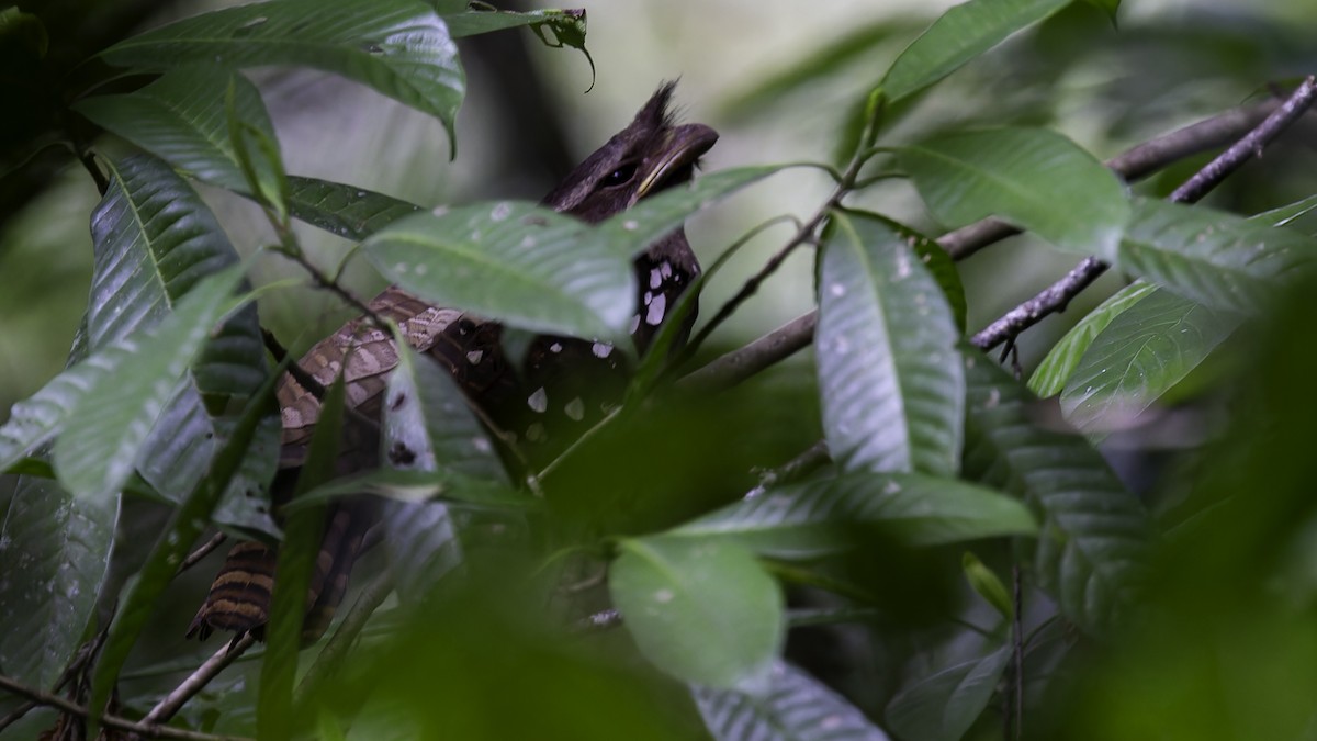 Dulit Frogmouth - Robert Tizard