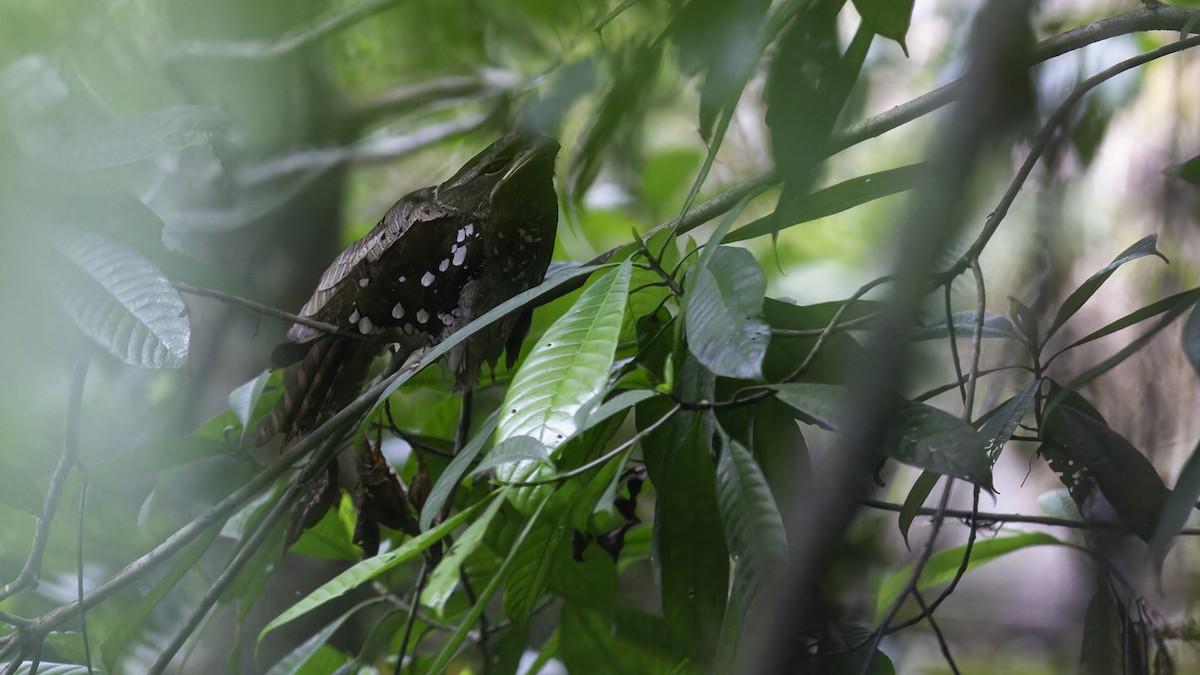 Dulit Frogmouth - ML612480788