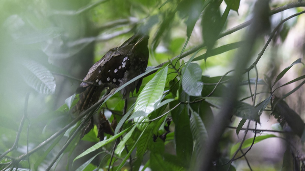 Dulit Frogmouth - ML612480790