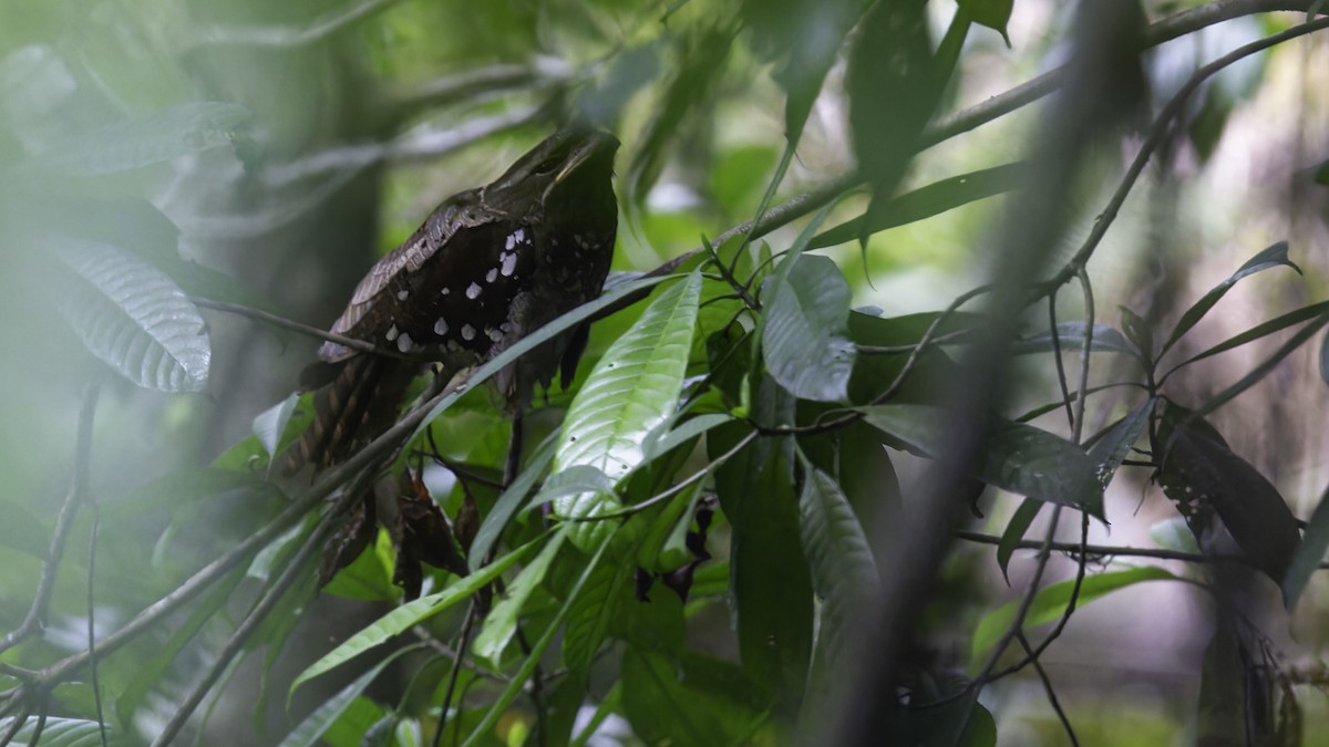 Dulit Frogmouth - ML612480792