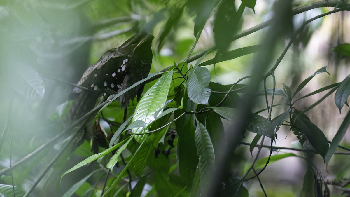 Dulit Frogmouth - Robert Tizard