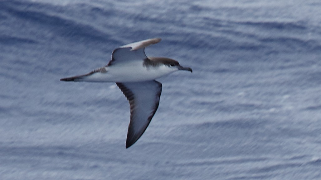 Buller's Shearwater - ML612480844