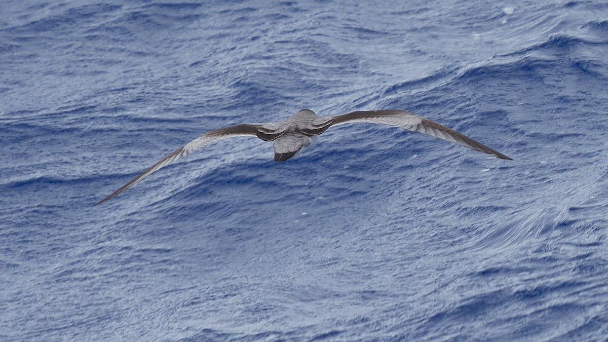 Buller's Shearwater - ML612480846