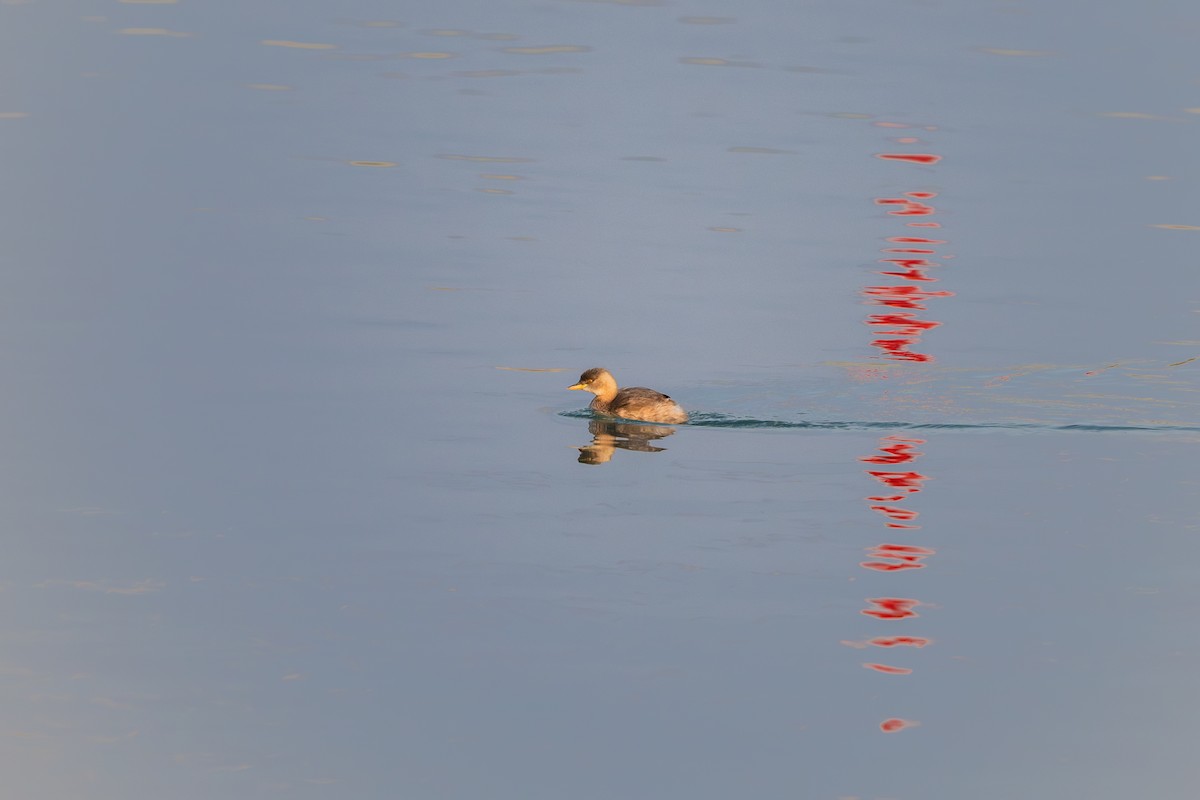 Хурган шунгуур - ML612480905