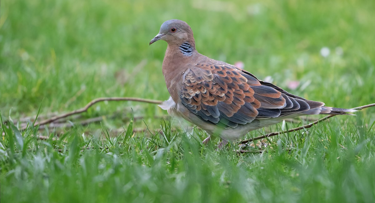 Oriental Turtle-Dove - ML612480982