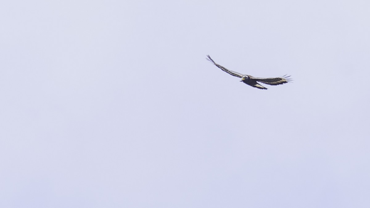 Mountain Serpent-Eagle - Robert Tizard