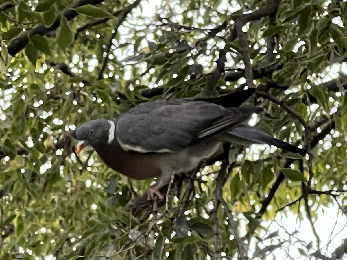 holub hřivnáč - ML612481088