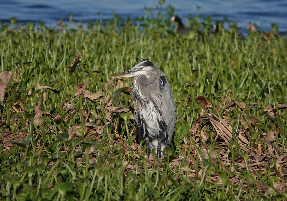 Garza Azulada - ML612481171