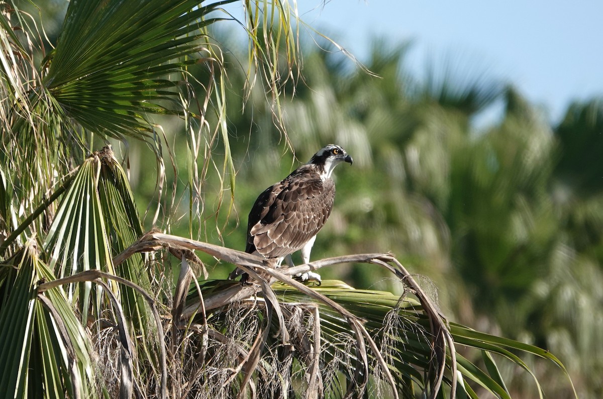 Águila Pescadora - ML612481181