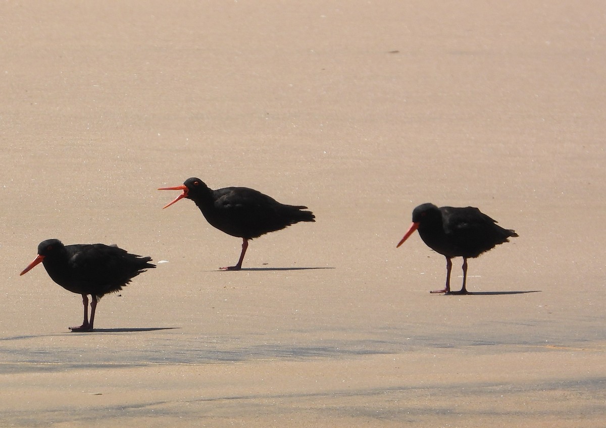 African Oystercatcher - ML612481186