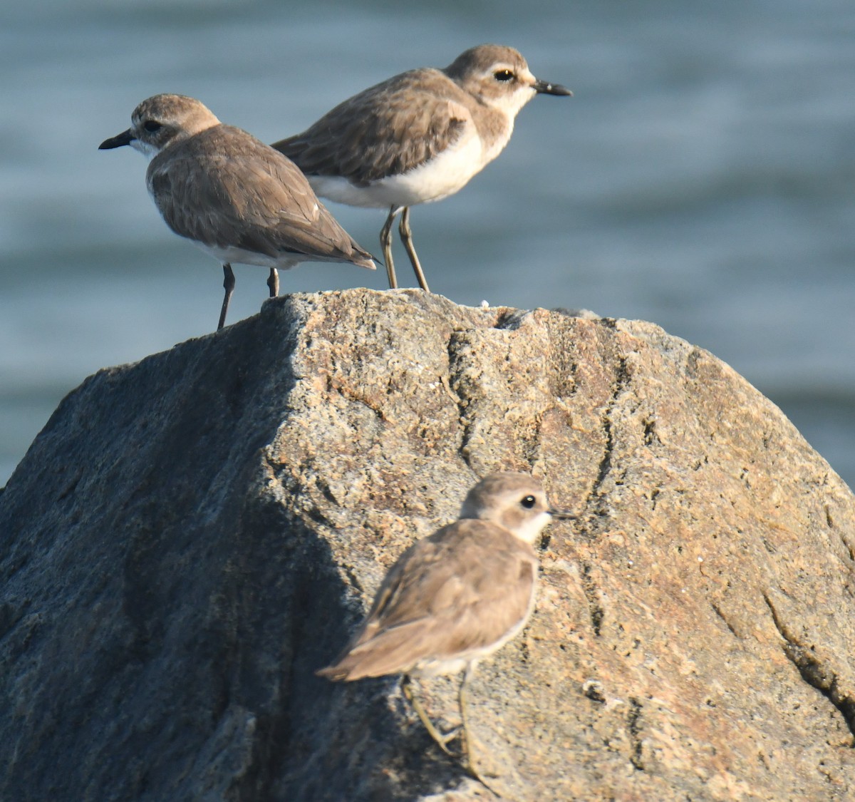 Greater Sand-Plover - ML612481222