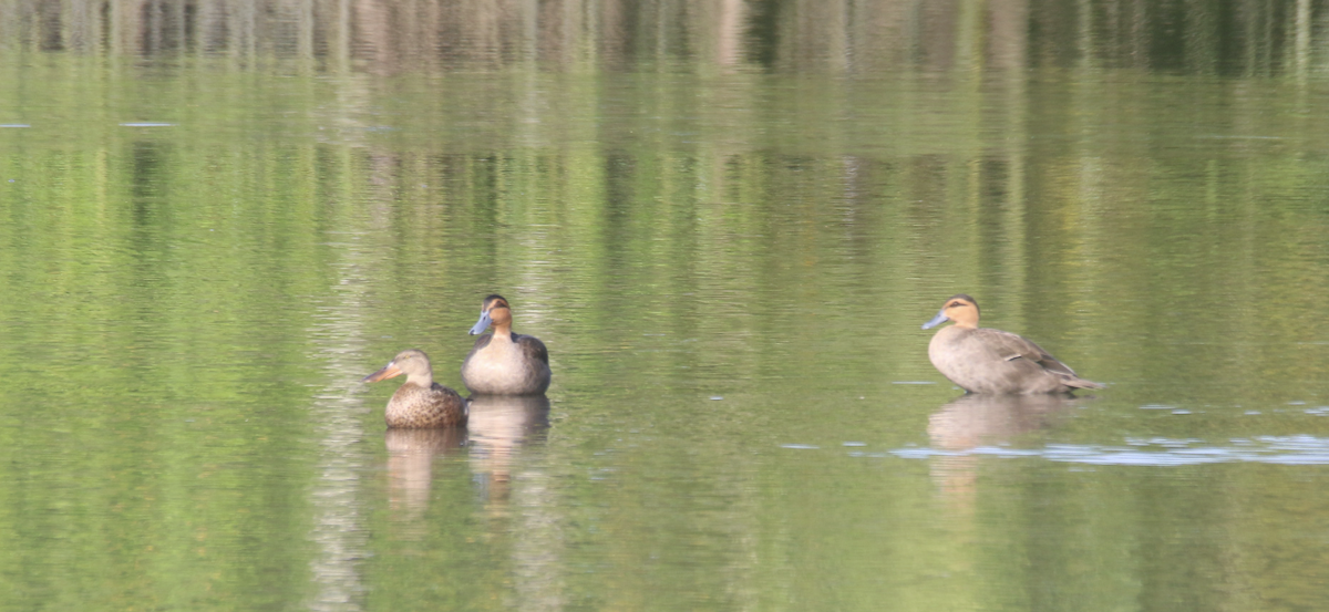 Philippine Duck - ML612481343