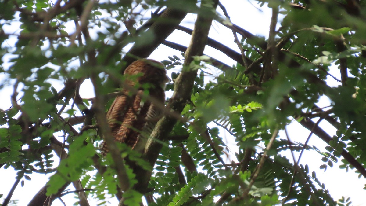 Jungle Owlet - ML612481348