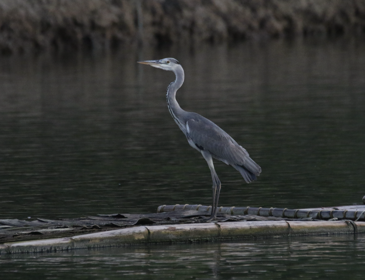 Gray Heron - ML612481350