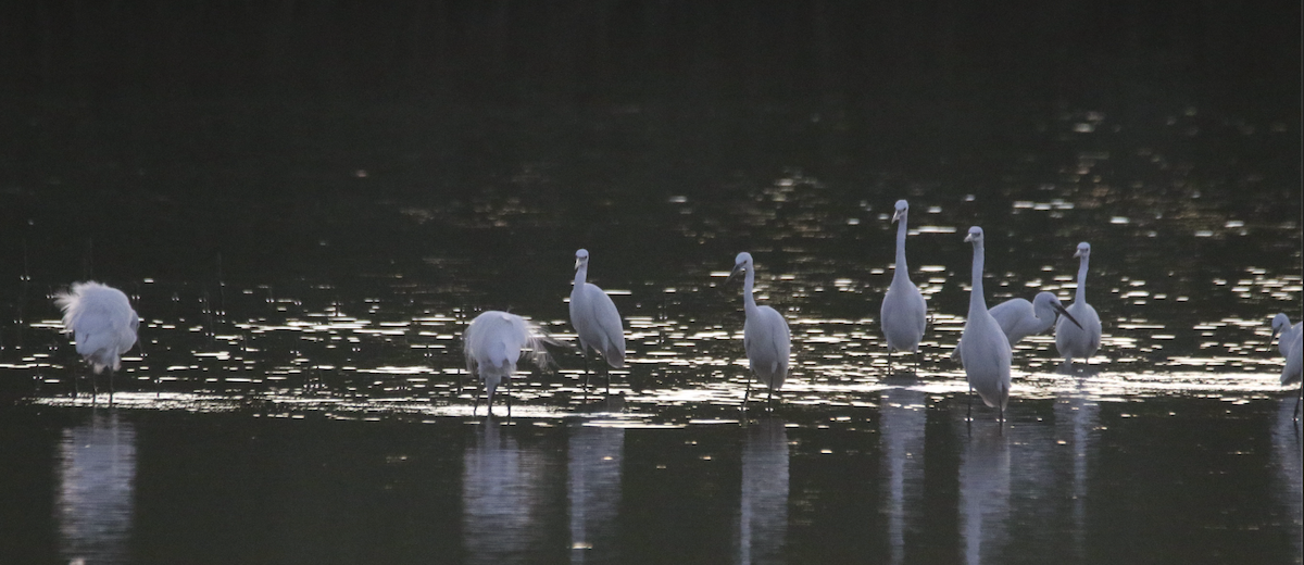 white egret sp. - ML612481354